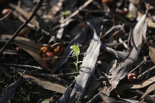 Hairy-stemmed snail orchid