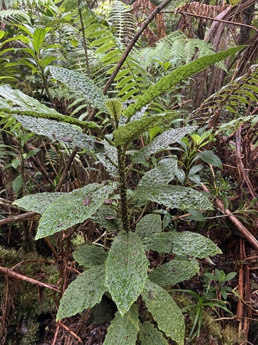 puna cyanea (Cyanea platyphylla)