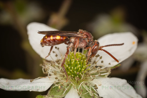 Nomada maculata