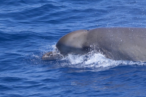 Indo-Pacific Beaked Whale (Indopacetus pacificus) — Least Concern Mammalia