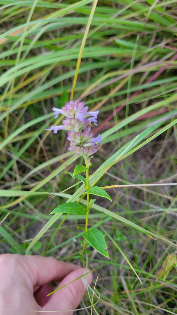 Agastache foeniculum