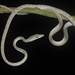 斑首鞭蛇 - Photo 由 Watinee Juthong 所上傳的 (c) Watinee Juthong，保留所有權利