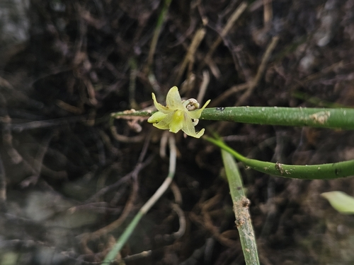 Slender Octomeria