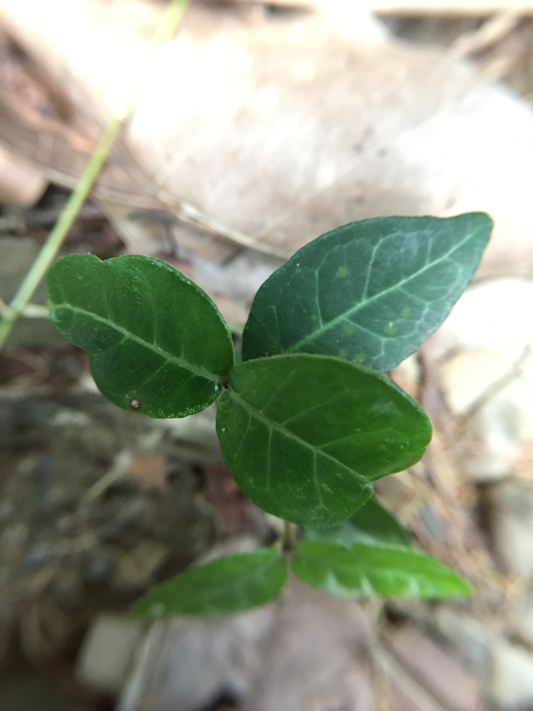 Trachelospermum jasminoides