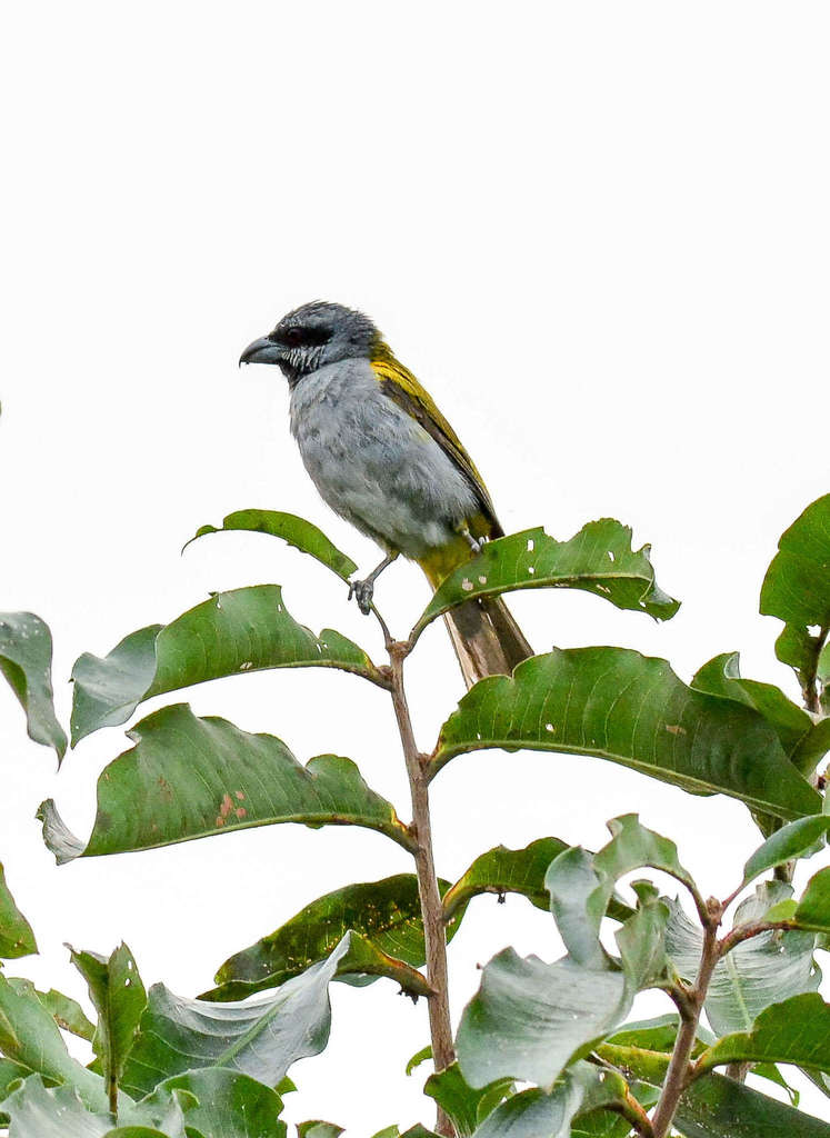 Yellow-shouldered Grosbeak photo