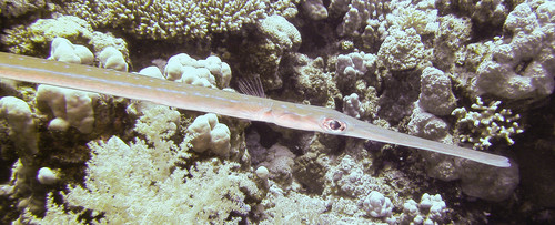 Blue-spotted Cornetfish — seen at this dive site