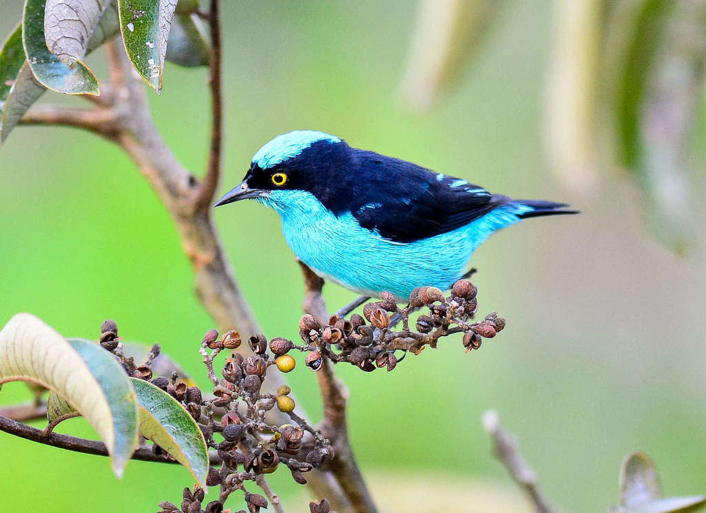 Black-faced Dacnis (Dacnis lineata) · iNaturalist NZ