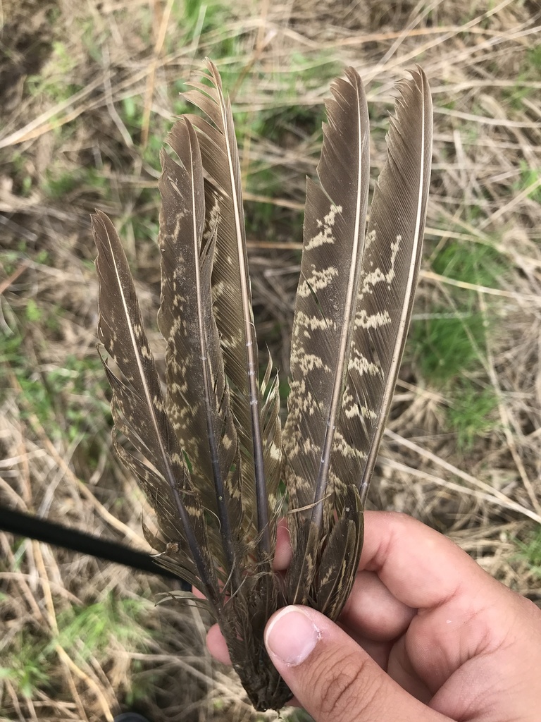 Ringnecked Pheasant from Bolton Flats Wma, Bolton, MA, US on April 22