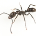 Aenescens-group Panther Ants - Photo (c) Graham Montgomery, all rights reserved, uploaded by Graham Montgomery