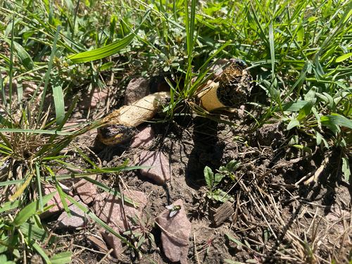 dune stinkhorn