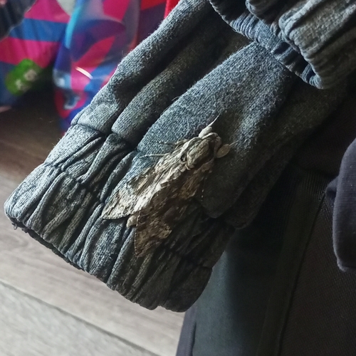 Convolvulus Hawkmoth