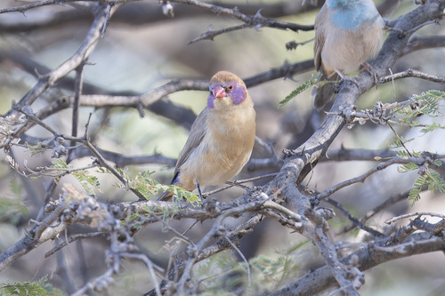 Violet-eared Waxbill