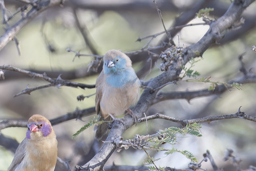 Southern Cordonbleu