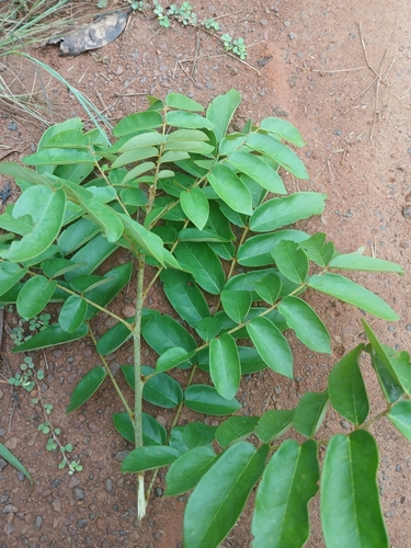 Cnestis ferruginea
