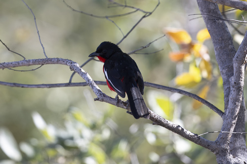 Crimson-breasted Gonolek