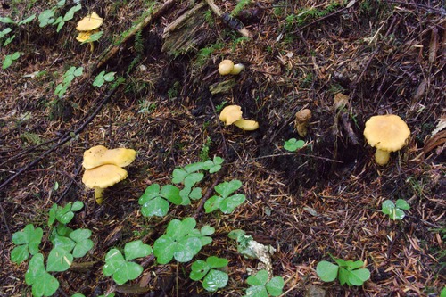 Pacific Golden Chanterelle