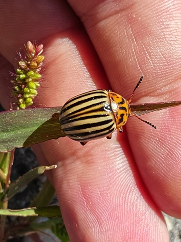 Colorado Potato Beetle