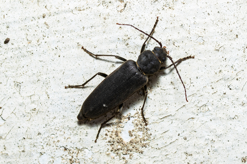 Arhopalus ferus (Mulsant, 1839)