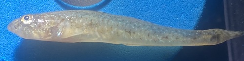 Norway goby