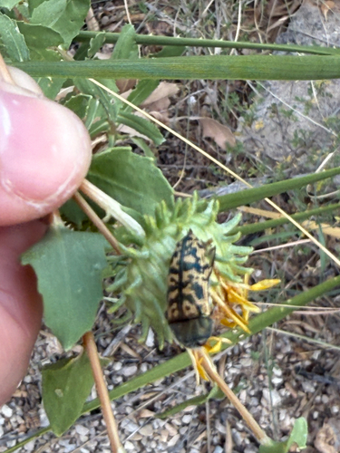 Acmaeodera auritincta