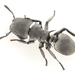 Turtle Ants - Photo (c) Graham Montgomery, all rights reserved, uploaded by Graham Montgomery