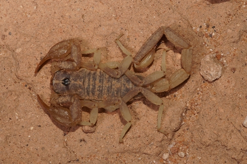 Paruroctonus gracilior