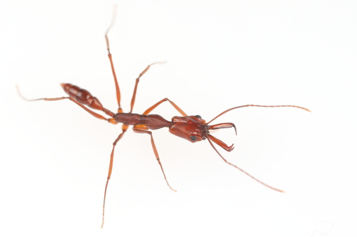 Anochetus inca · NaturaLista Mexico