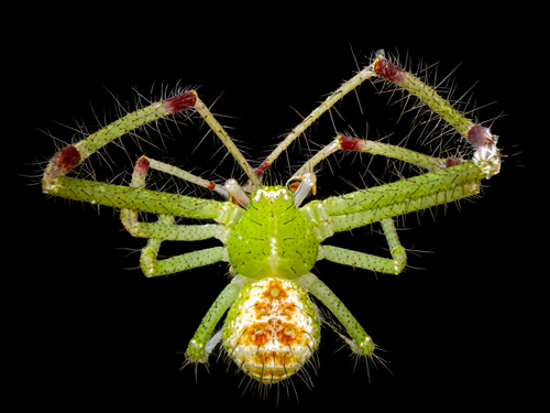 Heriaeus