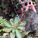 Echeveria crenulata - Photo (c) Ro Toledo, todos los derechos reservados, subido por Ro Toledo