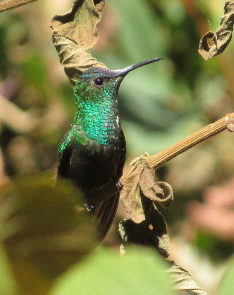 Mexican Woodnymph from Xalisco, Nay., Mexico on March 9, 2018 at 11:47 ...