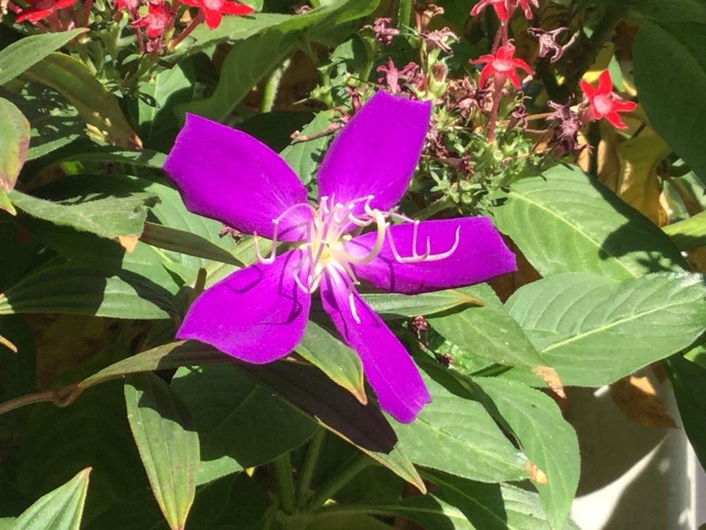 Tibouchina urvilleana, Tibouchina semidecandra, Lasiandra semidecandra ,  Glory Flower, Princess Flower