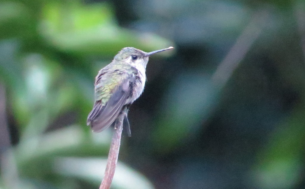 Calliope Hummingbird from San Blas, Nayarit, Mexico on March 10, 2018 ...