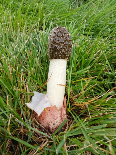 dune stinkhorn