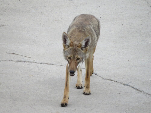 iNaturalist observation photo of Coyote