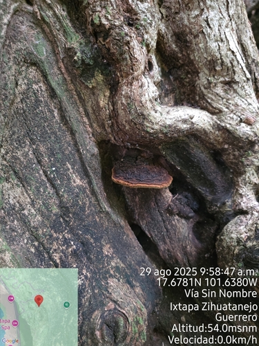 Cracked Cap Polypore (Fulvifomes robiniae)