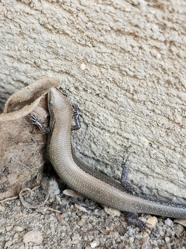 Wahlberg's Snake-eyed Skink