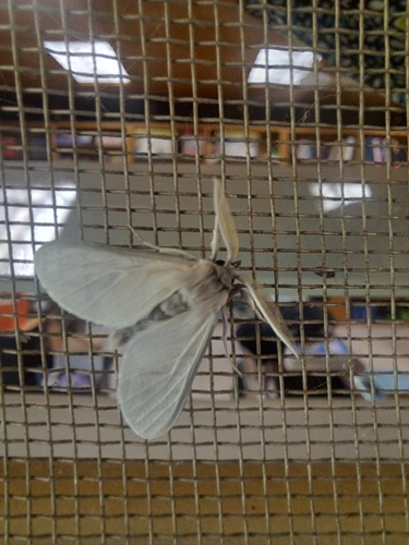 Apisa cinereocostata