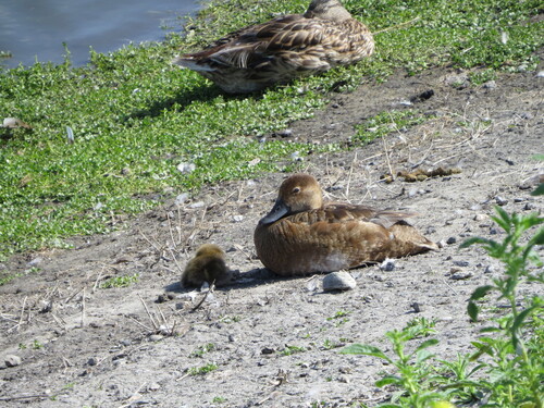 iNaturalist observation photo of Redhead