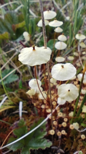 Yellow Moosedung Moss