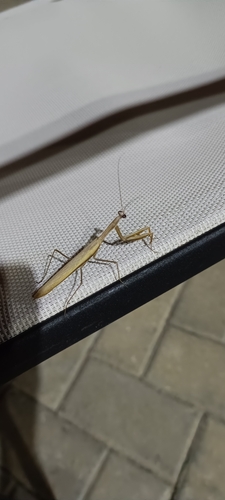 European Mantis