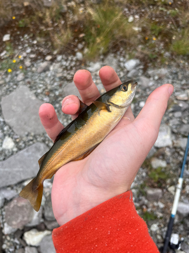 Pollachius virens
