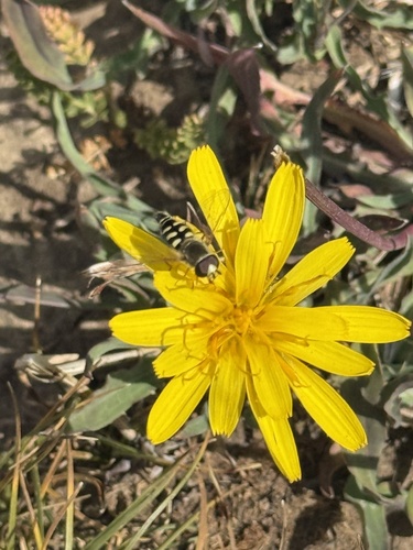 Unknown species found near Jackson Hole Mountain Resort, Wilson, WY, US
