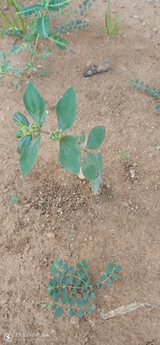Asthma Plant