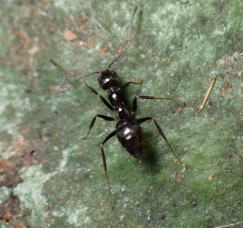 阿美尼氏蚁Nylanderia amia