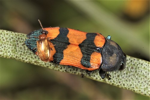 Castiarina vanderwoudeae · iNaturalist