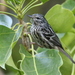 Arrowhead Warbler - Photo (c) Michael Woodruff, all rights reserved, uploaded by Michael Woodruff