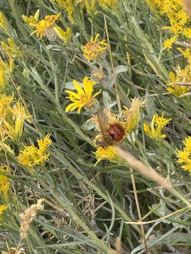 Unknown species found near Shoshone National Forest, Cody, WY, US
