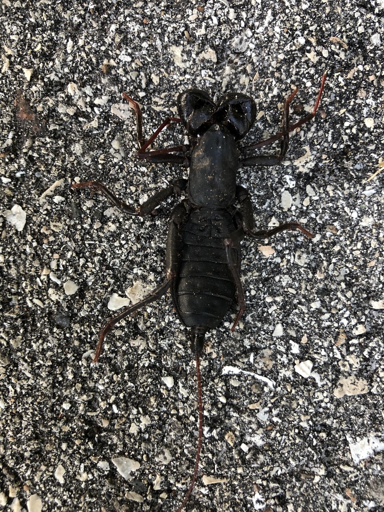 Florida vinegaroon from Sanibel Island, Sanibel, FL, US on November 06
