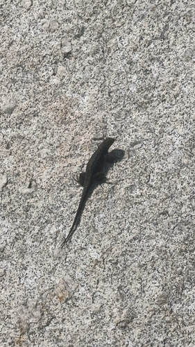 iNaturalist observation photo of Western Fence Lizard