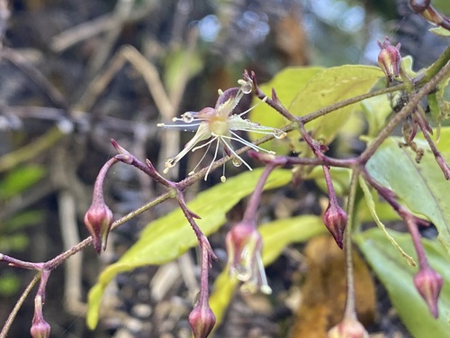 Schiedea diffusa